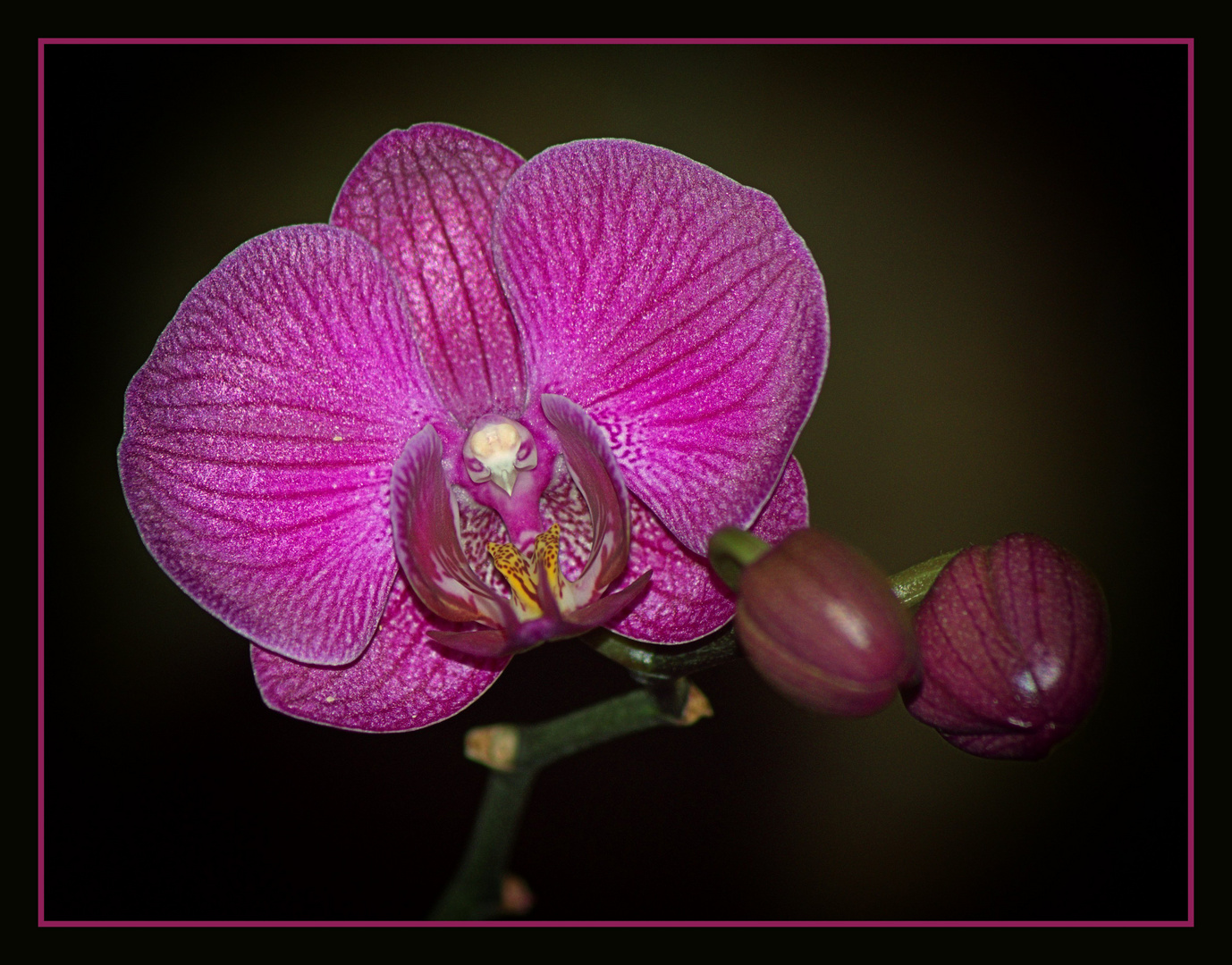 ******Orchidee******