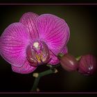 ******Orchidee******