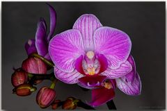 Orchidee