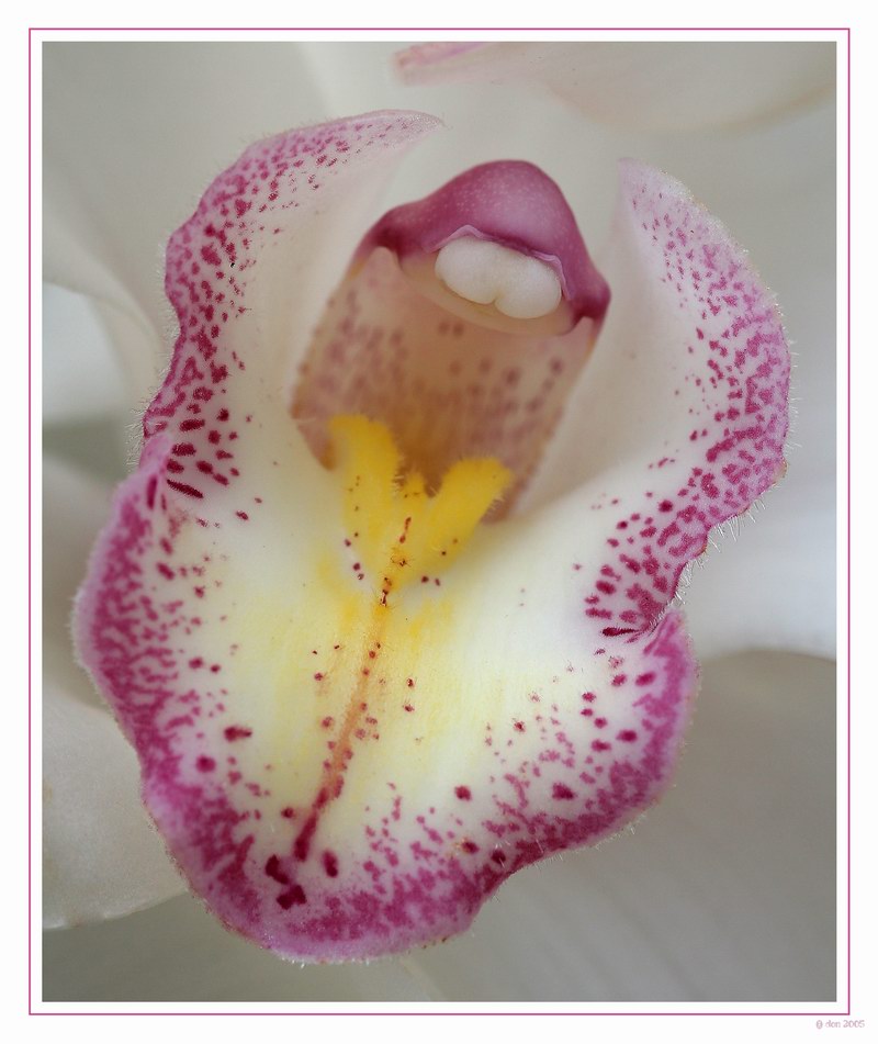 orchidee