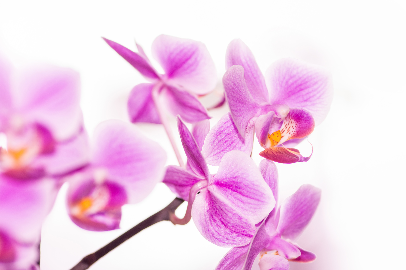 Orchidee