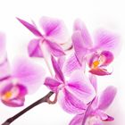 Orchidee