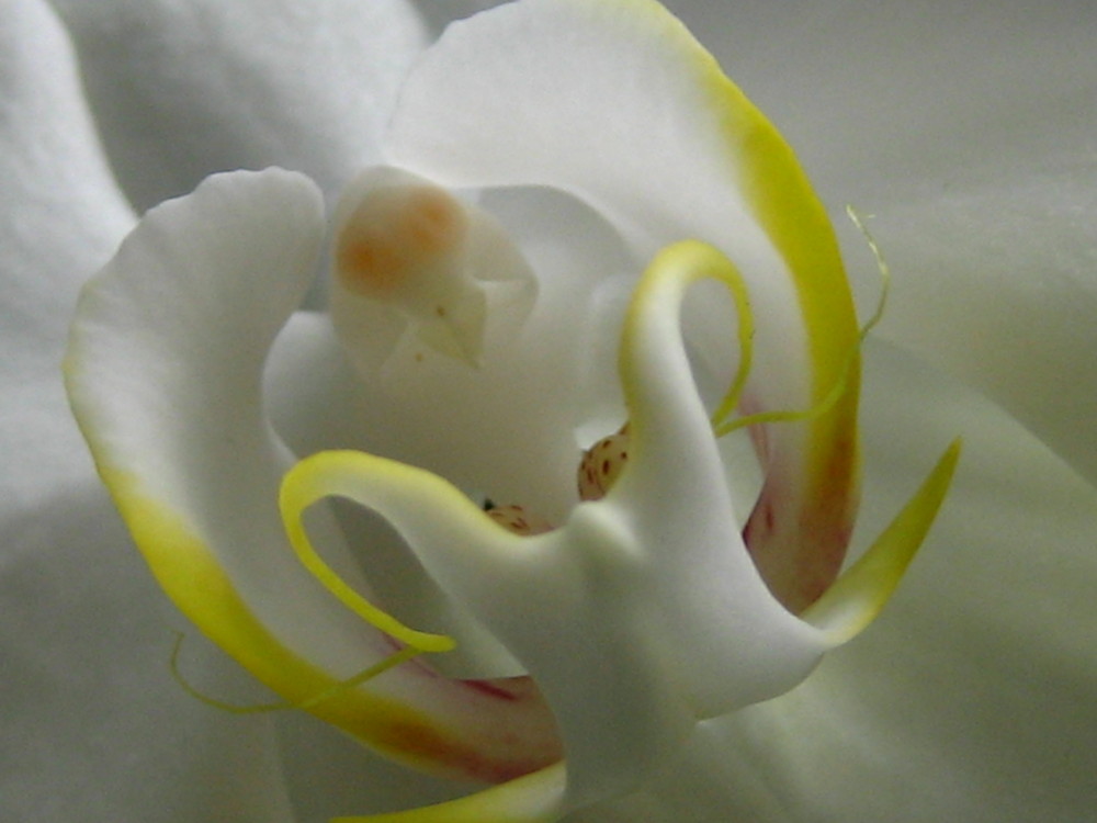 Orchidee