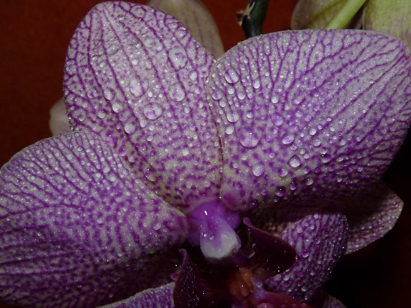 Orchidee