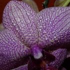 Orchidee