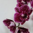 Orchidee