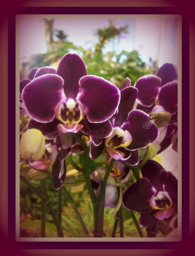 ***ORCHIDEE***