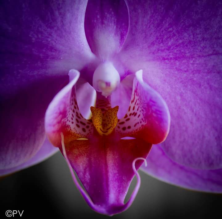 Orchidee