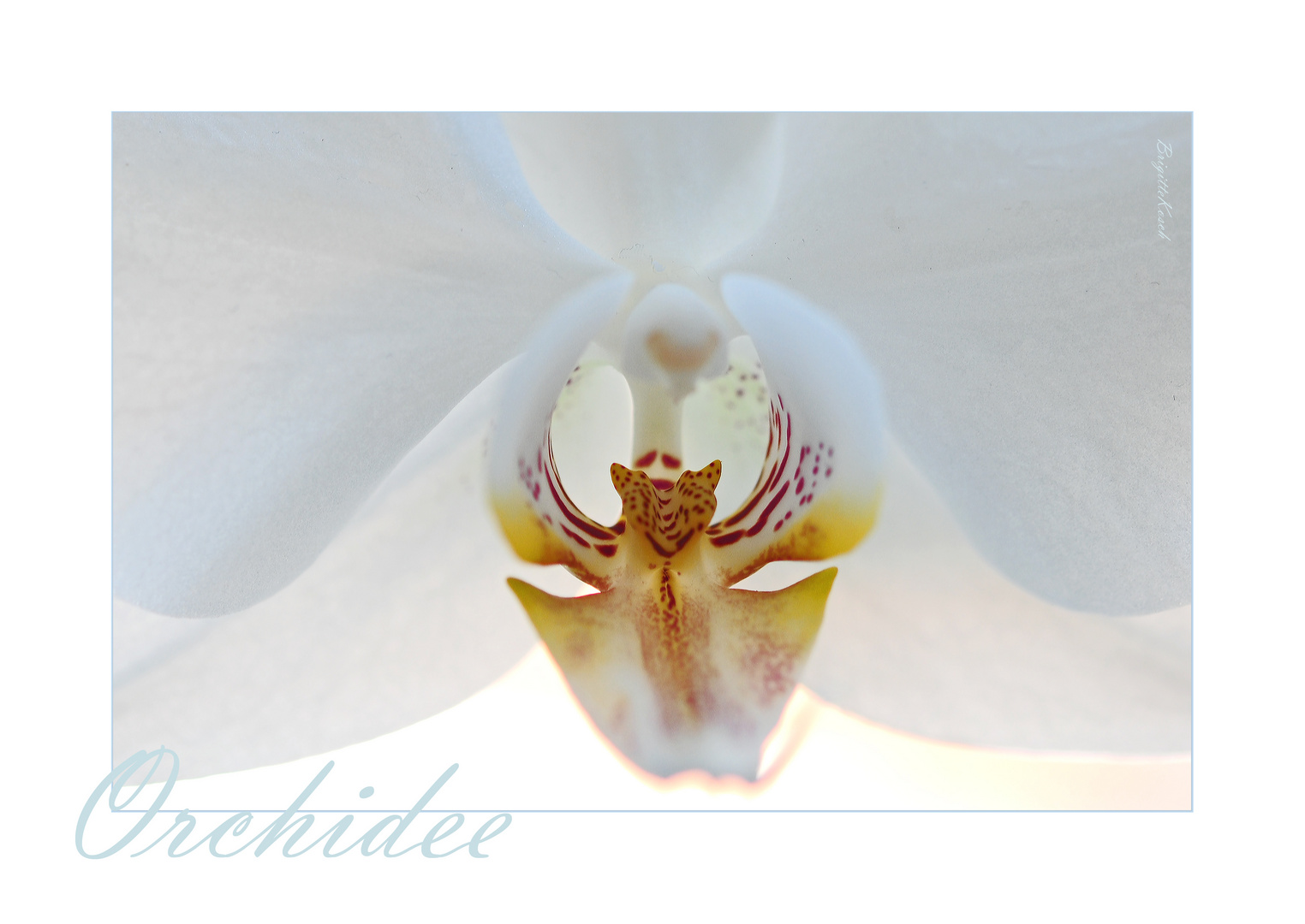 Orchidee