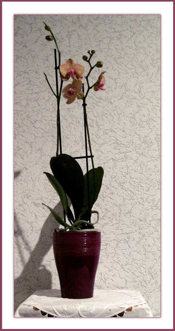 Orchidee ...