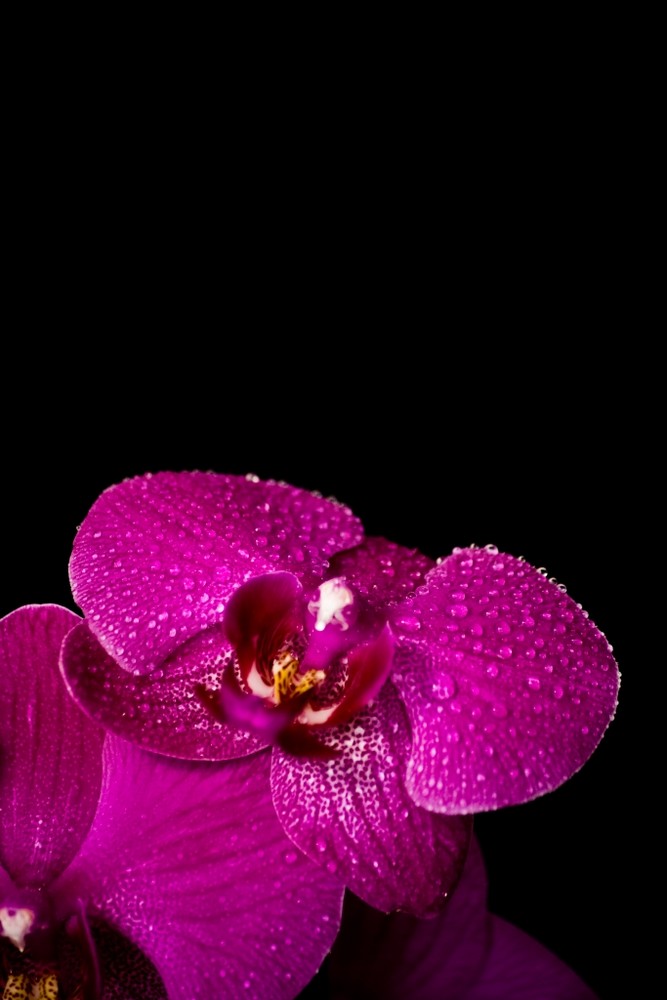 Orchidee