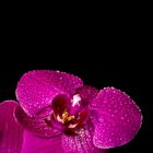 Orchidee