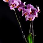 Orchidee 