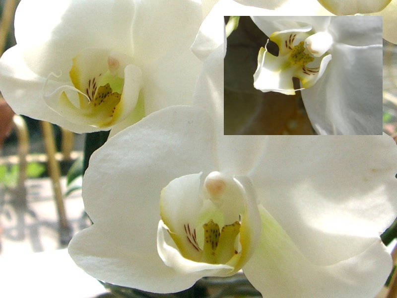 Orchidee