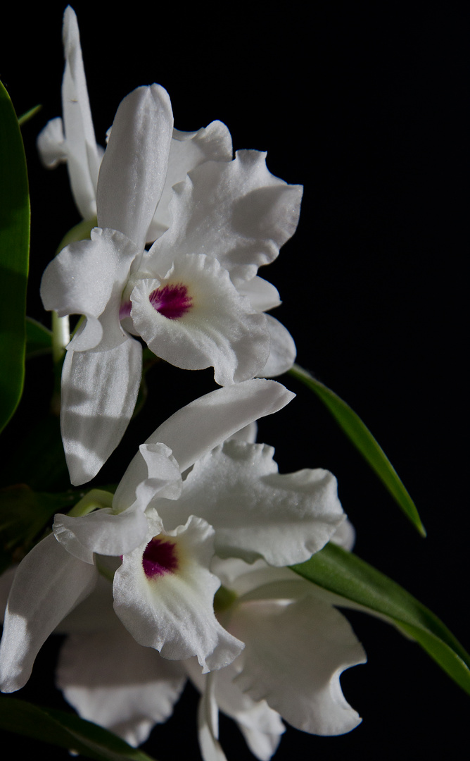 Orchidee