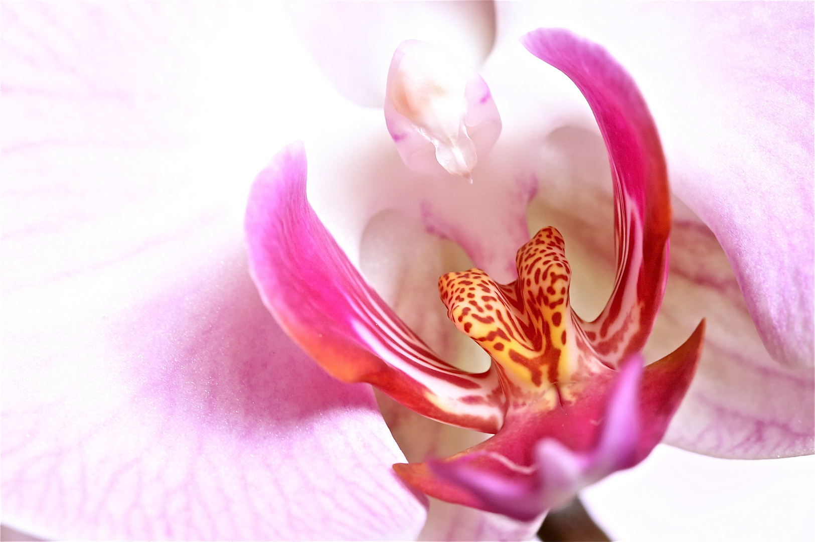 Orchidee