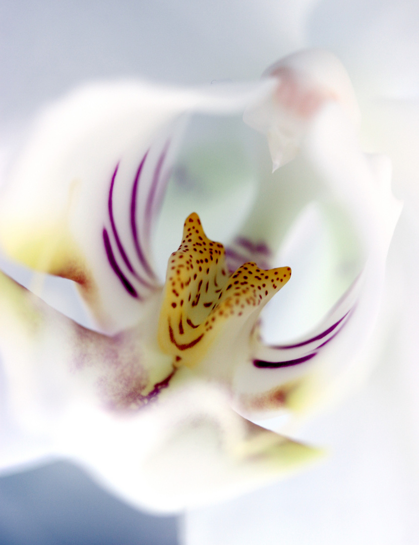 Orchidee