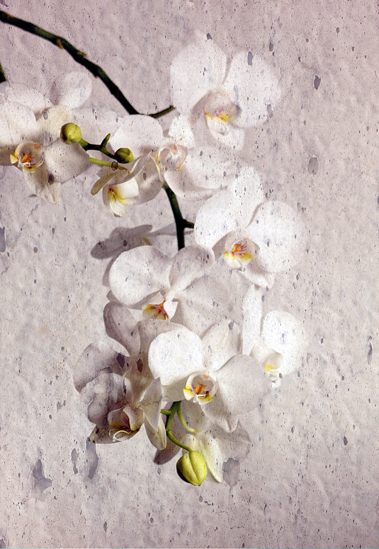 Orchidee