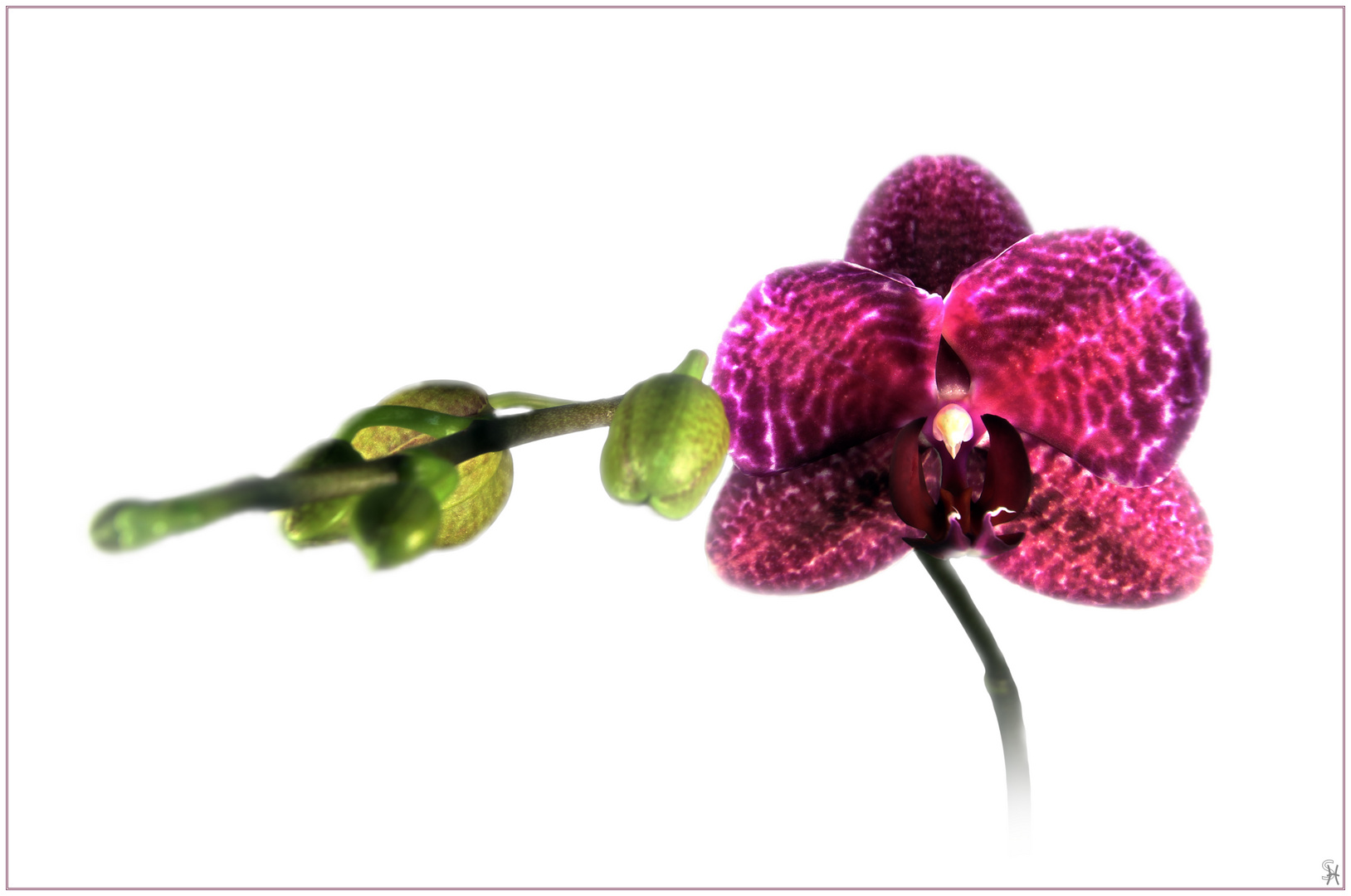 Orchidee