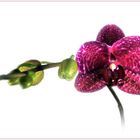 Orchidee