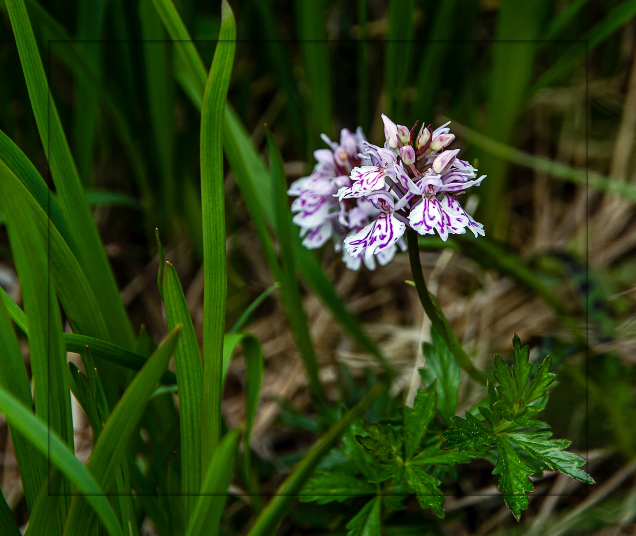 Orchidee