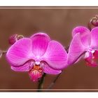 Orchidee