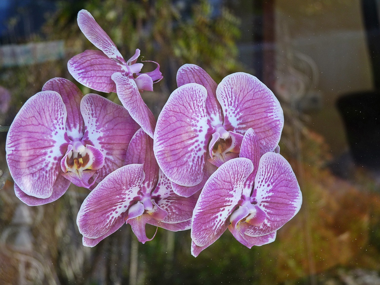 Orchidee