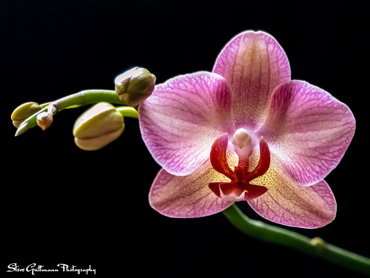 Orchidee