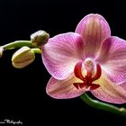 Orchidee