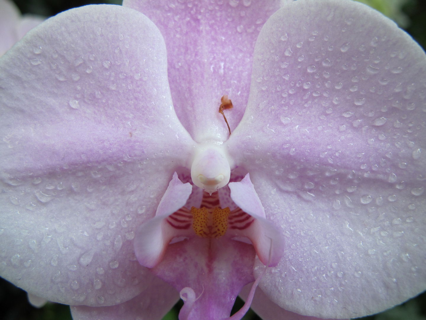 Orchidee