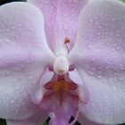 Orchidee