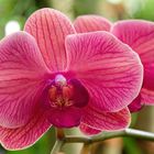 Orchidee