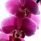 Orchidee