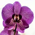 Orchidee