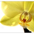 orchidee