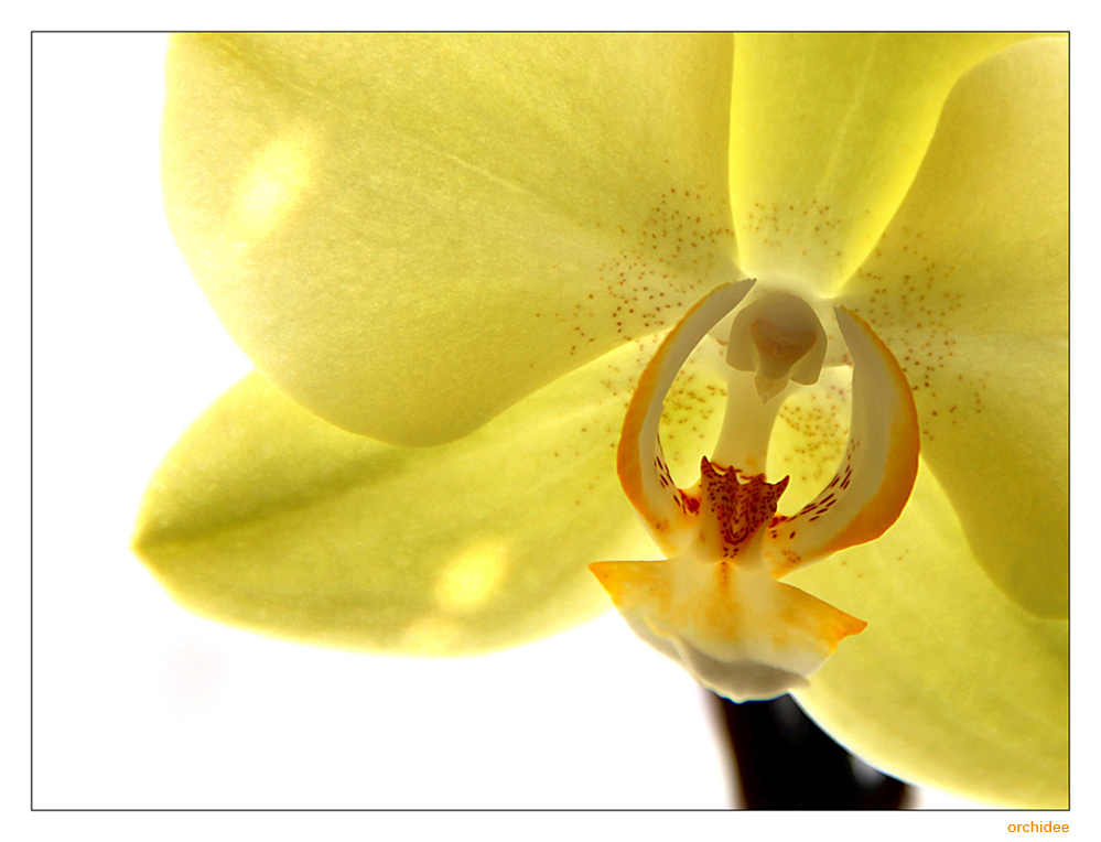 orchidee