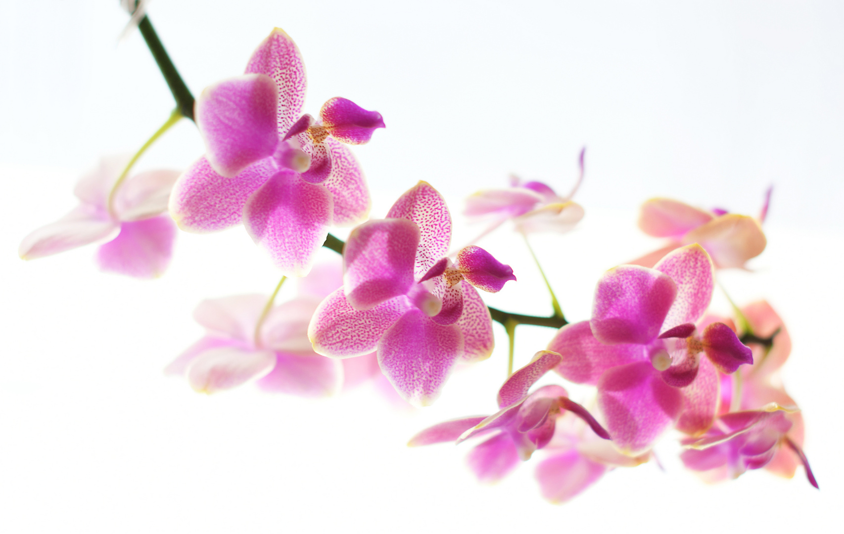 Orchidee