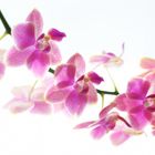 Orchidee