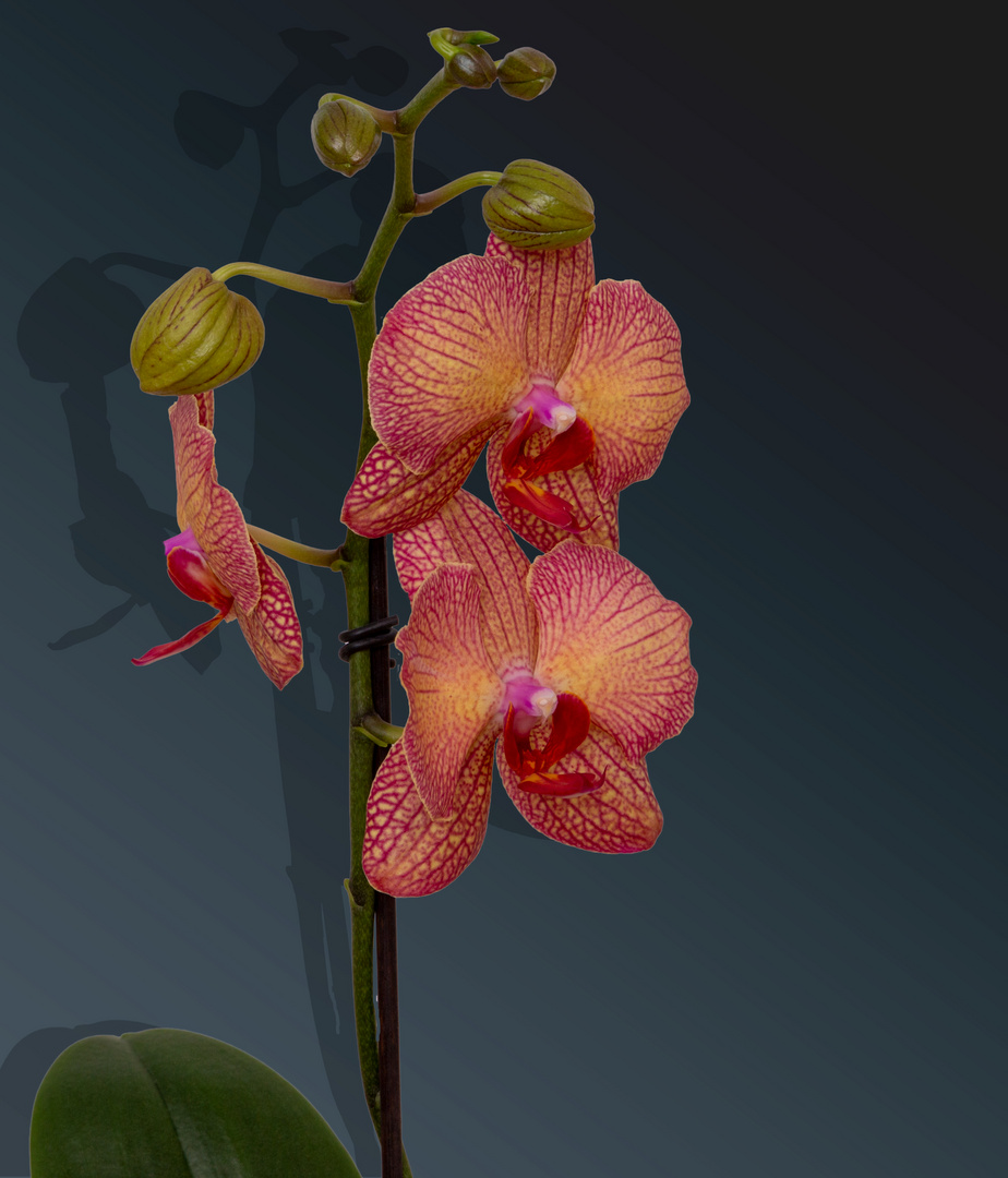 Orchidee