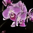 Orchidee