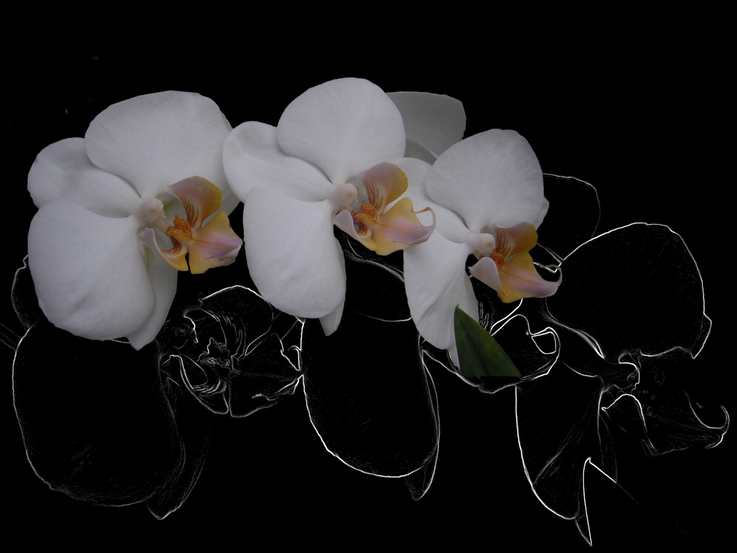 Orchidee