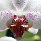 Orchidee