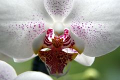 Orchidee