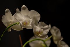 Orchidee