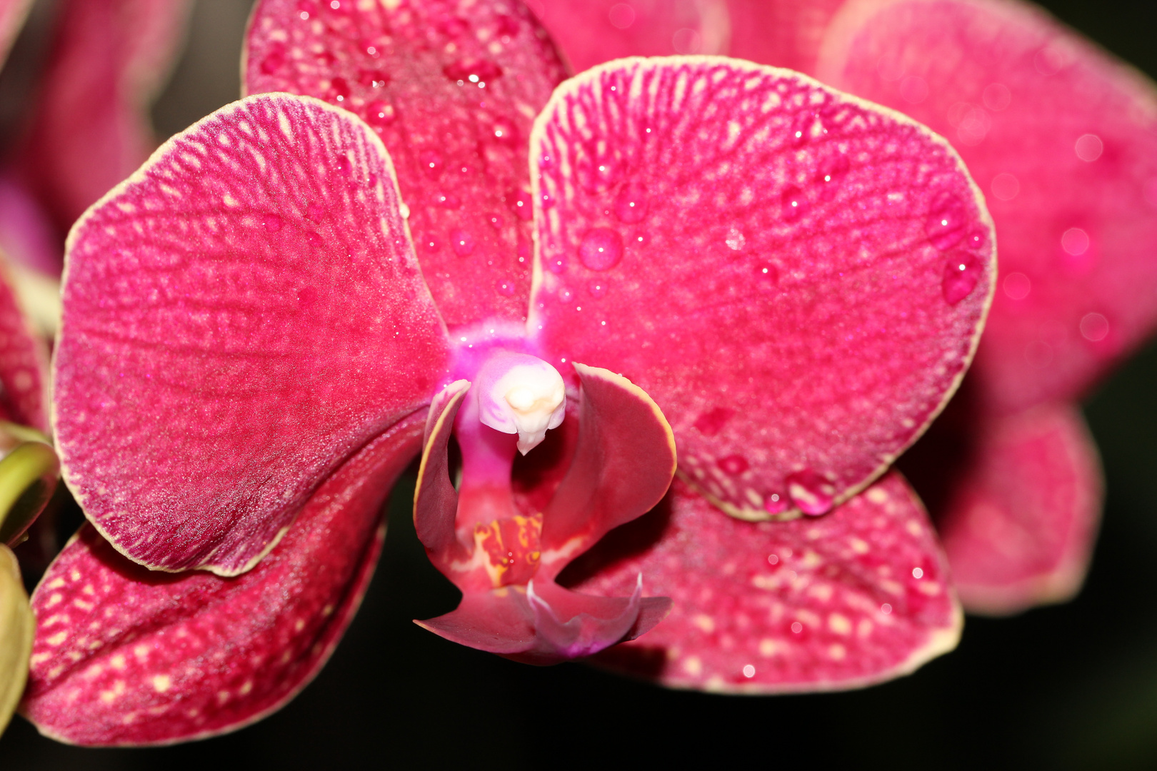 Orchidee