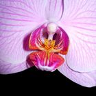 Orchidee