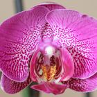 Orchidée