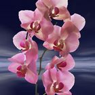 Orchidee