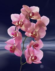 Orchidee