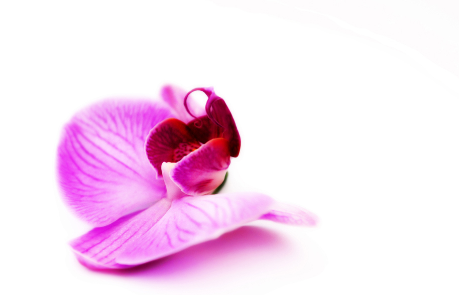 Orchidee von Gönül